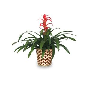 Tropical Bromeliad Plant