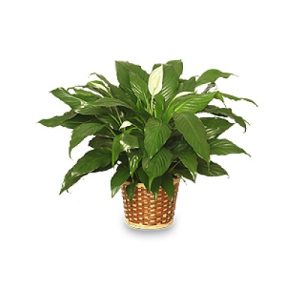 Peace Lily Plant