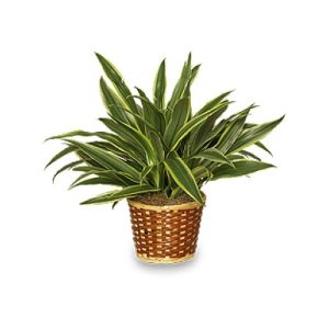 Striped Dracaena Plant