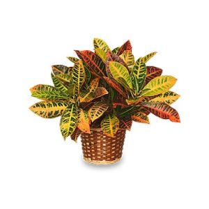 Croton Plant Basket