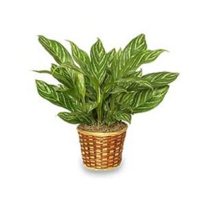 Chinese Evergreen Plant