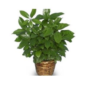 Green Schefflera Plant