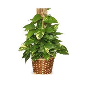 Golden Pothos Plant