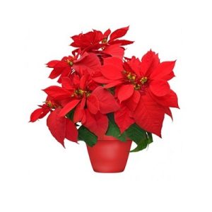 Holiday Poinsettia Blooming Plant