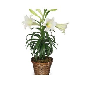 Traditional Easter Lily Flowering Easter Plant